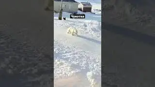 Медведь зашел на территорию села😡#чукотка