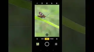 Kupu-Kupu Aneh Banget Mirip Macan ! Hunting Fotografi Makro Hewan Aneh Yang Ada Di Dunia