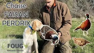 Chasse FAISANS et PERDRIX au chien d'arrêt 💥