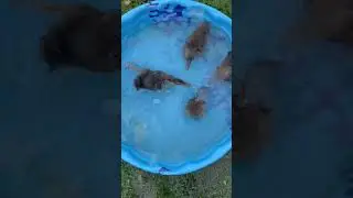 DUCKlympics! 