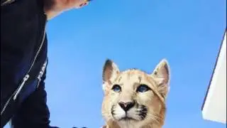 В Нижнем Новгороде в квартире живет львенок