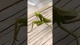PRAYING MANTIS!! #bughunt #insectadventures