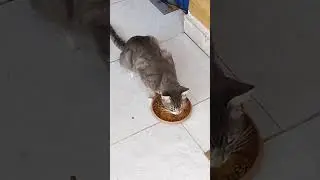 acım diyorum ac