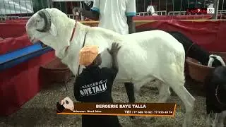 FOIRE REYE 2023 BERG BAYE TALLA 77 609 10 92