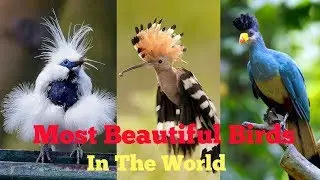 Top 10 Most Beautiful Birds In The World