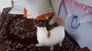 Кот зверски напал на шарик!!!