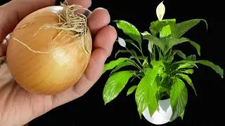Proper flower care/Правильный уход за цветами