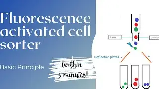 FACS Flow cytometry #2