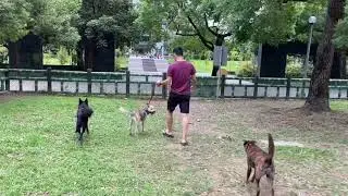 Sana on leash
