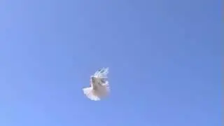 николаевские голуби