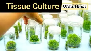 Tissue Culture | Urdu/Hindi