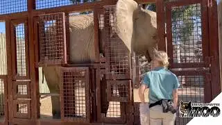 African Elephant Musi - Zoo School