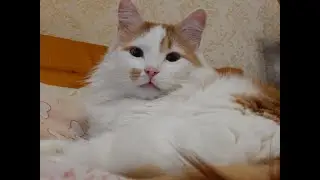 Забавная Охота Кота!