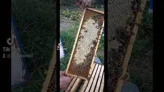 Тёмный лесной мёд 