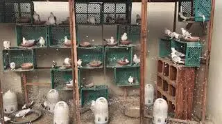 حمام روماني للبيع