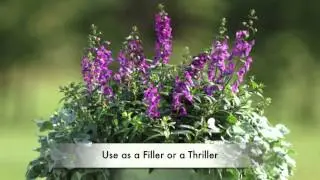 Angelonia - All About Color