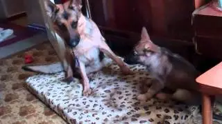 Игры с Шери!