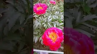 29 июня 2024 г.