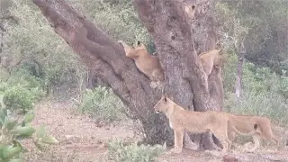Lion king put on a tree by a buffalo herd