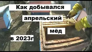 Как добывался апрельский мёд в 2023г