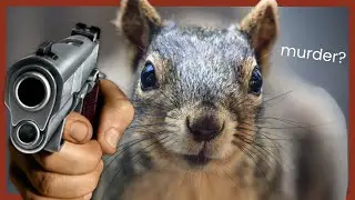 This Squirrel Is About To Commit Various War Crimes | Squirrel With A Gun