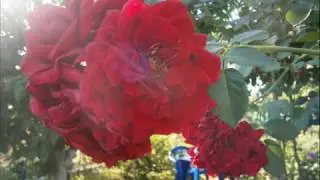 Увлечения Константиновой В А