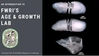 FWRI Age and Growth Lab