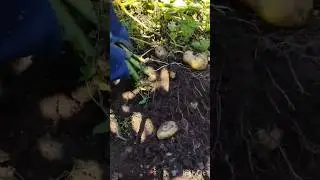 Картошка 🥔 в этом году 27/8/24#огород #урожай #картофель