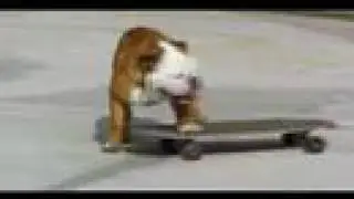 Skateboarding Dog