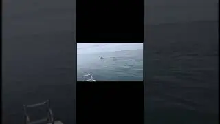 Большое семейство дельфинов в Чёрном море. #fishing #fish #рыба #fishingvideo #dolphin #travel