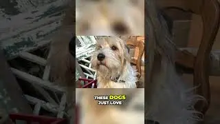 Lucas Terrier - All You Need To Know