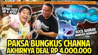 PAKSA BUNGKUS CHANNA DEAL RP 4JUTA! CHANNA STEWARTI TERLANGKA AKHIRNYA JADI PUNYA AKU! BOCIL MANGAP!
