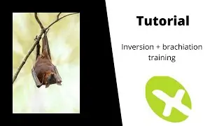 Brachiation with Inversion training