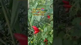 wild Chili 🌶️ in Croatia 🇭🇷 #chili #wildchili #croatia #viralvideo