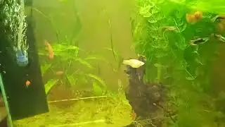 Из этого роя, не вышло ни чего 😉