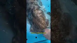 Грозный свиду , но очень добрый в душе. 