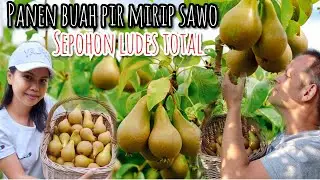 HARVESTING PEARS LIKE SAPOON WITH A SPECIAL TASTE || A TREE IS TOTALLY SOLD OUT