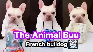 The Animal Buu Compilation | the most Fuuny collection107 