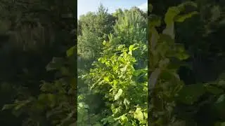 Снова в поле, привезли новых саженцев. Проверила старые.