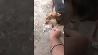 Sheru 🐕 was waiting me to wake up to play ▶️ 🙄 bottle snatching game 🎮 again .... at Bhopal 