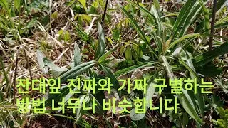 #잔대잎진짜와가짜구별방법 너무나 비슷합니다#잔대종류 잔대 서식지