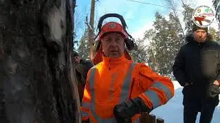 A master class on directional tree felling with Alexander Goncharov (Husqvarna)