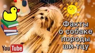Топ 10 интересных фактов о собаках породы ши-тцу
