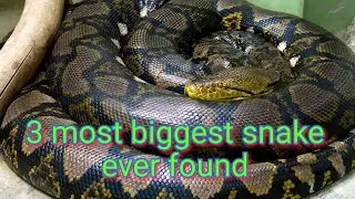 3 biggest snake that ever exist in world's history