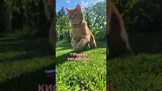 Как подзывают кошек в разных странах #котики #кот