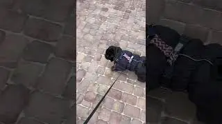 Знает всех армяней на районе😂 
