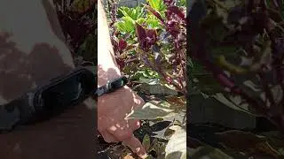 Сколько надо высаживать кустов базилика, что бы хватило на год. #огород #базилик