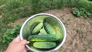 Making Pickles & Preserving our Rhubarb Harvest-Pick & Can with me.