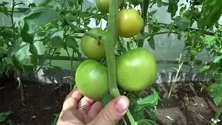 Эти сорта томатов рекомендую для выращивания. Выпуск 4
