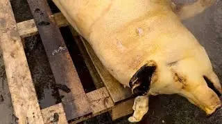 Am tăiat porcul